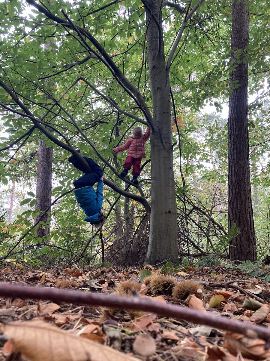 Twee kinderen klimmen in een boom in het bos, een van hen hangt ondersteboven